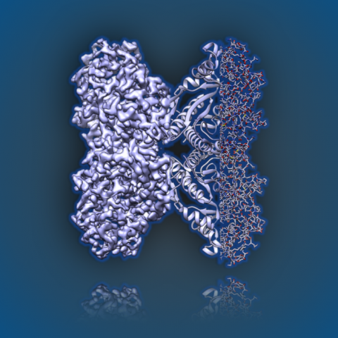 2.5Å resolution reconstruction of rabbit muscle aldolase collected on a FEI/Thermo Fisher Titan Krios with energy filter and image corrector.