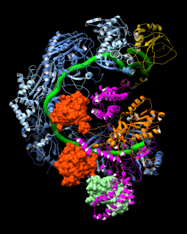 This image shows how the CRISPR surveillance complex is disabled by two copies of anti-CRISPR protein AcrF1 (red) and one AcrF2 (light green). These anti-CRISPRs block access to the CRISPR RNA (green tube) preventing the surveillance complex from scanning and targeting invading viral DNA for destruction.  See: Chowdhury, S., J. Carter, M. F. Rollins, S. M. Golden, R. N. Jackson, C. Hoffmann, L. Nosaka, J. Bondy-Denomy, K. L. Maxwell, A. R. Davidson, E. R. Fischer, G. C. Lander, and B. Wiedenheft. 2017. Structure Reveals Mechanisms of Viral Suppressors that Intercept a CRISPR RNA-Guided Surveillance Complex. Cell 169:47-57 e11.