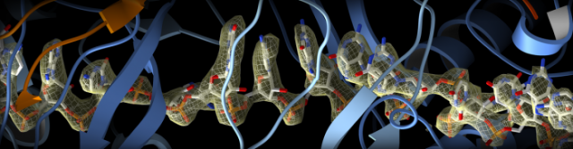 RNA incorporated into the CRISPR surveillance complex is positioned to scan across foreign DNA. Cryo-EM density from a 3Å reconstruction is shown as a yellow mesh. See: Chowdhury, S., J. Carter, M. F. Rollins, S. M. Golden, R. N. Jackson, C. Hoffmann, L. Nosaka, J. Bondy-Denomy, K. L. Maxwell, A. R. Davidson, E. R. Fischer, G. C. Lander, and B. Wiedenheft. 2017. Structure Reveals Mechanisms of Viral Suppressors that Intercept a CRISPR RNA-Guided Surveillance Complex. Cell 169:47-57 e11.