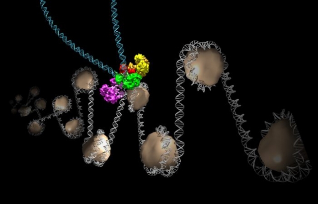 Salk researchers captured the structure of a protein complex called an intasome (center) that lets viruses similar to HIV establish permanent infection in their hosts. The intasome hijacks host genomic material, DNA (white) and histones (beige), and irreversibly inserts viral DNA (blue).” The image was created by Jamie Simon and Dmitry Lyumkis. Work that led to the 3D map was published in: Ballandras-Colas A, Brown M, Cook NJ, Dewdney TG, Demeler B, Cherepanov P, Lyumkis D, & Engelman AN. (2016). Cryo-EM reveals a novel octameric integrase structure for ?-retroviral intasome function. Nature, 530(7590), 358—361