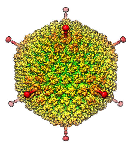 The cryo-EM structure of human adenovirus D26 (HAdV-D26) at near atomic resolution (3.7 Å), determined in collaboration with the NRAMM facility*. In difference to archetype HAdV-C5, the HAdV-D26 is a low seroprevalent viral vector, which is being used to generate Ebola virus vaccines. See: Yu, X., D. Veesler, M. G. Campbell, M. E. Barry, F. J. Asturias, M. A. Barry, and V. S. Reddy. 2017. Cryo-EM structure of human adenovirus D26 reveals the conservation of structural organization among human adenoviruses. Sci Adv 3:e1602670.