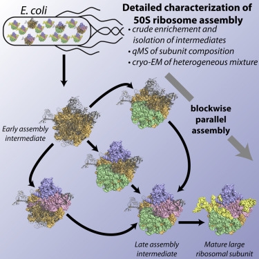 Characterization of 50S ribosome assembly. See: Davis, J. H., Y. Z. Tan, B. Carragher, C. S. Potter, D. Lyumkis, and J. R. Williamson. 2016. Modular Assembly of the Bacterial Large Ribosomal Subunit. Cell 167:1610-1622 e1615.