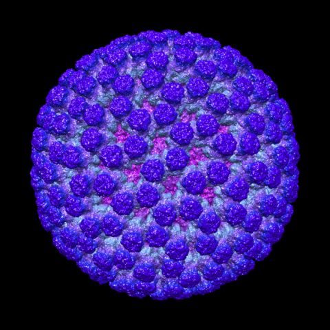 This image shows a three-dimensional reconstruction of a rotavirus at a magnification of about 50,000. Rotavirus infects humans as well as other animals and causes severe diarrhea in infants and young children. There are very few fatalities in the United States and other places where a vaccine is available, but elsewhere, the virus is responsible for more than 450,000 deaths each year.