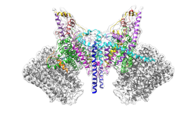 Atomic model of the membrane region of the mitochondrial ATP synthase built into a cryo-EM map at 3.6 Å resolution. ATP synthase is the primary producer of ATP in aerobic cells. Drugs that inhibit the bacterial ATP synthase, but not the human mitochondrial enzyme, can serve as antibiotics. This therapeutic approach was successfully demonstrated with the bedaquiline, an ATP synthase inhibitor now used in the treatment of extensively drug resistant tuberculosis.See: Guo, H., S. A. Bueler, and J. L. Rubinstein. 2017. Atomic model for the dimeric FO region of mitochondrial ATP synthase. Science.